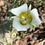 Calochortus gunnisonii Λουλούδι