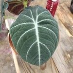 Alocasia reginula पत्ता