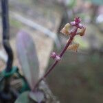 Polystachya ramulosa Flower