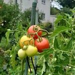 Solanum pimpinellifolium 果