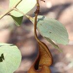 Piliostigma thonningii Φρούτο