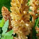 Orobanche flava Flor