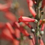 Penstemon eatonii Цвят