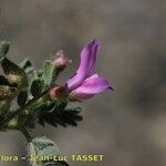 Astragalus longidentatus Цвят