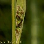 Carex vaginata Écorce