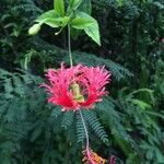 Hibiscus schizopetalus 花