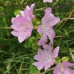 Malva moschata ഇല