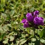 Prunella grandiflora Blomma