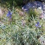 Lupinus angustifoliusFlower