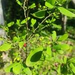 Erythroxylum coca برگ