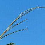 Washingtonia filifera Цвят