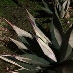 Agave havardiana 叶