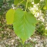 Tilia henryanaDeilen