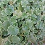 Campanula garganica Blad