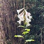 Cardiocrinum giganteum 花