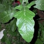 Cirsium altissimum Leaf