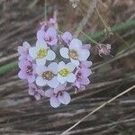 Lepidium graminifolium Цвят
