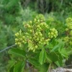 Cissus trifoliata Flower