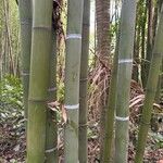 Phyllostachys reticulata Kora