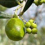 Olea europaeaFruit