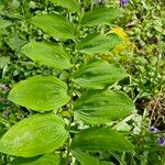 Polygonatum x hybridum Leaf