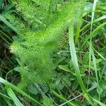 Meum athamanticum Hoja