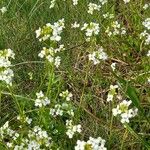 Arabidopsis halleri Blüte