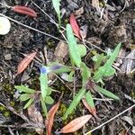 Collinsia parviflora Foglia