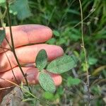 Desmodium tortuosum Foglia