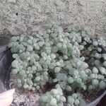 Crassula expansa ഇല