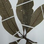 Pradosia verticillata अन्य