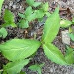 Arisaema dracontium পাতা