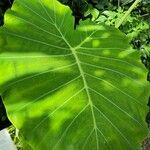 Colocasia gigantea Leaf