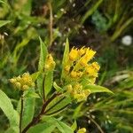 Senecio cacaliaster 花