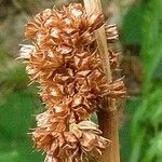 Juncus conglomeratus Fruto