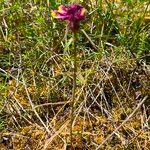 Melampyrum cristatum പുഷ്പം