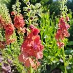 Verbascum phoeniceumFlower