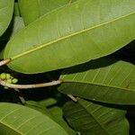 Ficus citrifolia 葉