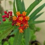 Asclepias curassavica Flower