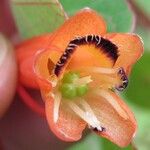 Tropaeolum emarginatum Flor