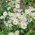 Erigeron strigosusКветка