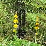 Gentiana luteaBloem