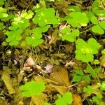 Oxalis grandis List