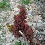 Orobanche rapum-genistae Hoja