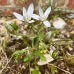 Ornithogalum gussonei Fleur