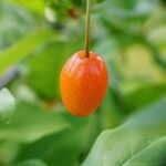 Elaeagnus multiflora Fruit