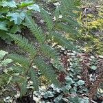 Dicksonia youngiae Blad