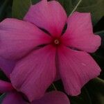 Catharanthus roseusΛουλούδι