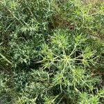 Eryngium campestreЛіст