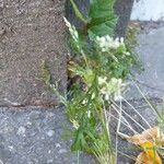 Lepidium ruderale Feuille